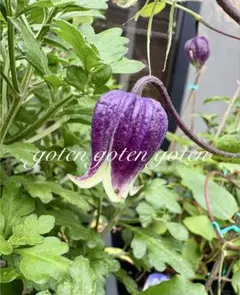 まるまま様 リクエスト 2点 まとめ商品