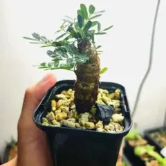 センナメリディオナリス 実生 鉢ごと 塊根 - メルカリ