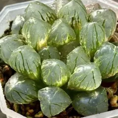 り*ー様 OMオブツーサ錦　親株　超美株　ハオルチア　観葉植物　E2