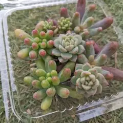 2025年最新】プロリフィカ錦の人気アイテム - メルカリ