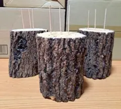 現物 良質 クヌギ (椚) Ｌ材 14cmカット×３本 セット クワガタ 産卵用