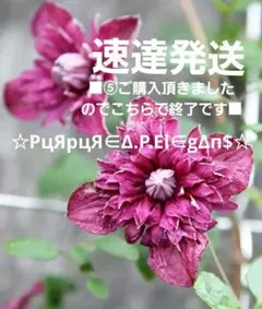 205＊ヴィオルナ系クレマチス（バーシカラー）実生2年苗 ゆうパケット