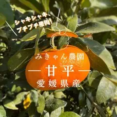 高級柑橘✨愛媛県西宇和産　甘平8キロ　減農薬　そろそろ終盤