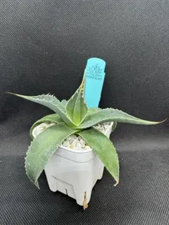 アガベ 氷山 Agave victoriae-reginae 鉢植え - メルカリ