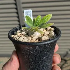 2025年最新】恵比寿笑いの人気アイテム - メルカリ