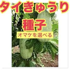 Saya様 リクエスト 2点 まとめ商品