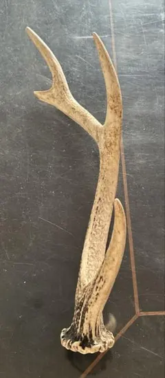2026年最新】鹿 の角の人気アイテム - メルカリ