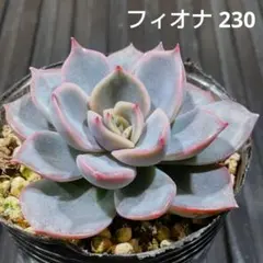 フィオナ 230 エケベリア 多肉植物 抜き苗