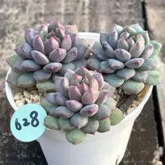 値下げ中♡さらにフォロワー様5%off様 リクエスト 10点 まとめ商品