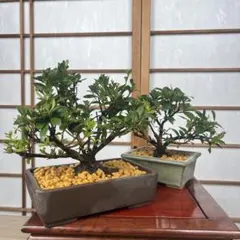 皐月(さつき)】 