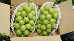 翌日発送 大粒シャインマスカット 2房入り 産地直送 - メルカリ