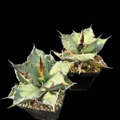 2026年最新】 アガベ シーザー セットの人気アイテム - メルカリ