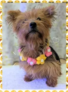 お花のペットチョーカー 犬 猫 ペット ハンドメイド かぎ針編み 首輪