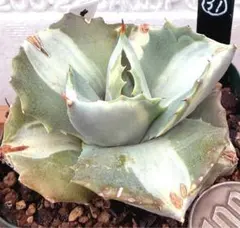 多肉植物 アガベ 王妃雷神錦 白中斑 抜き苗25 - メルカリ