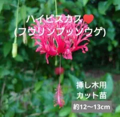 ぷりんちゃん♡ときどき農家！様 リクエスト 2点 まとめ商品