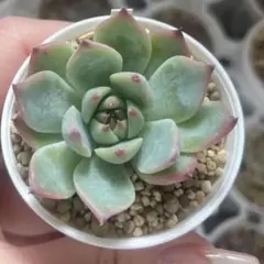 多肉植物 クレムシャンティ ファームパルクさん苗 札なし - メルカリ