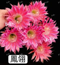 25-ラッキー 新品種 花サボテン ロビビア属 群開花 複色咲き カキコ