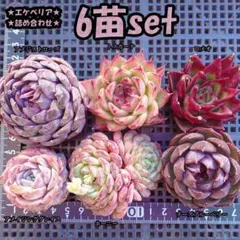 韓国苗　多肉植物　エケベリア　詰め合わせ　6苗セット　【S37】