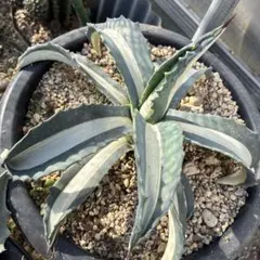 2026年最新】アガベ 華厳の人気アイテム - メルカリ