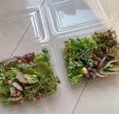 多肉植物　カット苗　元気セット