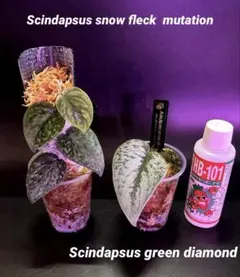 スキンダプサス ブラック ドラゴン ハリムーン わさわさ仕立て 1