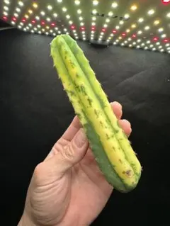 2025年最新】トリコケレウス パチャノイの人気アイテム - メルカリ