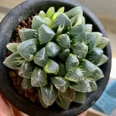 多肉植物 ハオルチア 裏般若錦♀x水晶コンプト101錦♂ 種子10粒 令和8