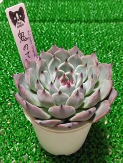 ルイパパさん苗　命名株　きっと　札付き ルイパパさん苗 命名株 きっと 札付き 久しぶりのルイパパさん苗販売会in