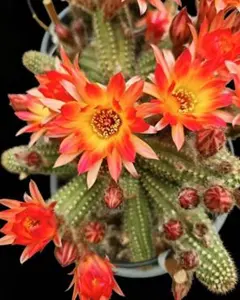 花サボテン【白檀】、カキコ_両色_2079 - メルカリ