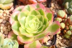 アエオニウム・粉花妖 2点セット - メルカリ