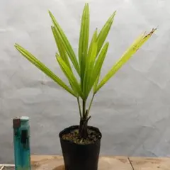 2026年最新】シュロ苗の人気アイテム - メルカリ