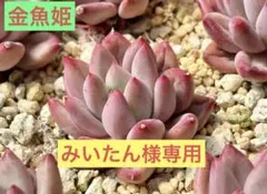 みいたん様 リクエスト 8点 まとめ商品