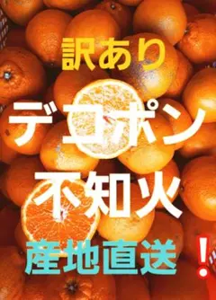訳あり デコポン 不知火 産地直送のサムネイル