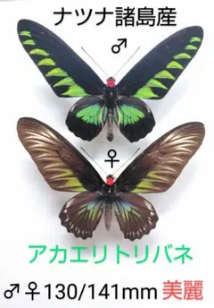 チトヌストリバネアゲハ（1メス・Arfak Mt INDONESIA産） Amazon | 美しい蝶の標本 チトヌストリバネアゲハ（Ornithoptera