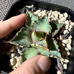 オテロイ種子(オアハカ現地採取) 50粒 プランツタグセット - メルカリ