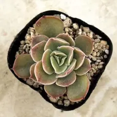 ☆多肉の気持ち☆様 リクエスト 3点 まとめ商品