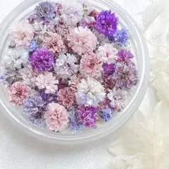 かすみ草ドライフラワー　ワケあり含むパープルmix100粒