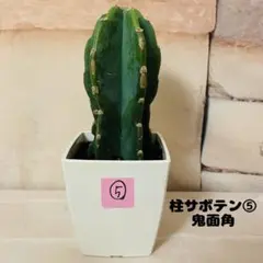 柱サボテン⑤ 鬼面角 ミニ 鉢付き 植物 ドライガーデン 多肉植物 観葉植物のサムネイル
