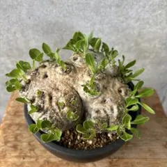 2025年最新】ブレビカウレ 現地球の人気アイテム - メルカリ