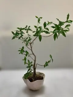 真弓 盆栽 実あり ピンク 幹の動き - メルカリ