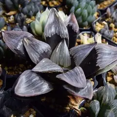 チ*ー様 多肉植物 ハオルチア 火炎錦 鮮明錦 極上斑 - メルカリ