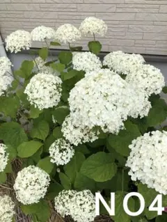 チョップ 様専用♡アジサイ♡ネイビーブルー♡4号3個セット♡お鉢ごと