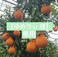 【ゆめりぃ 様】専用