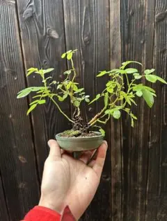 樹高16㎝　ハウチワカエデ　小品　ミニ　盆栽　真柏　黒松　五葉松　楓　紅葉　桜 樹高16㎝ ハウチワカエデ 小品 ミニ 盆栽 真柏 黒松 五葉松 楓 紅葉 桜
