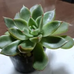 _誠1 S_様 リクエスト 2点 まとめ商品