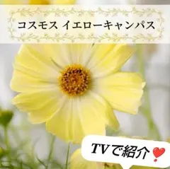 花の種 コスモス イエローキャンパス 50粒ほどのサムネイル