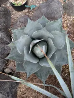 2025年最新】アガベ パラサナの人気アイテム - メルカリ