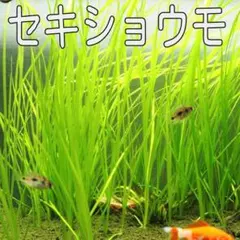 日本の水草 セキショウモ 【5株】のサムネイル