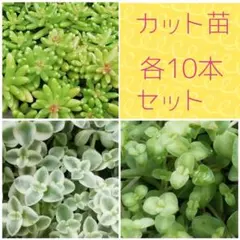 ３種類 各10本セット