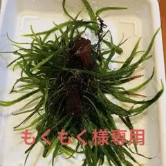 2025年最新】ミクロソリウムの人気アイテム - メルカリ